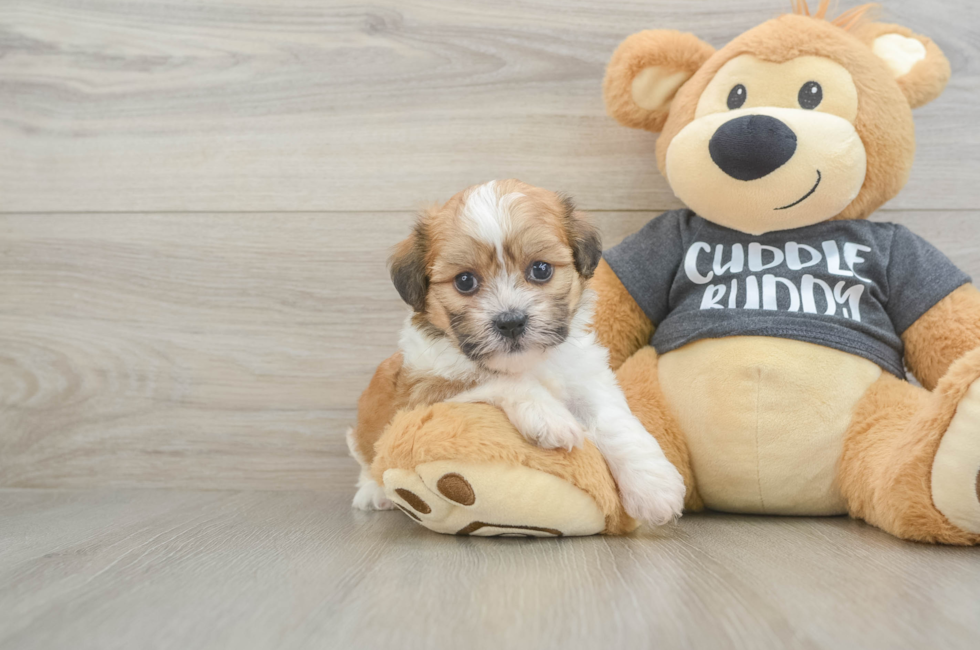 5 week old Havanese Puppy For Sale - Seaside Pups