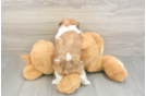 Best Havanese Baby