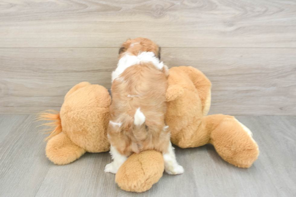 Best Havanese Baby