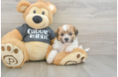Energetic Bichon Havanes Purebred Puppy