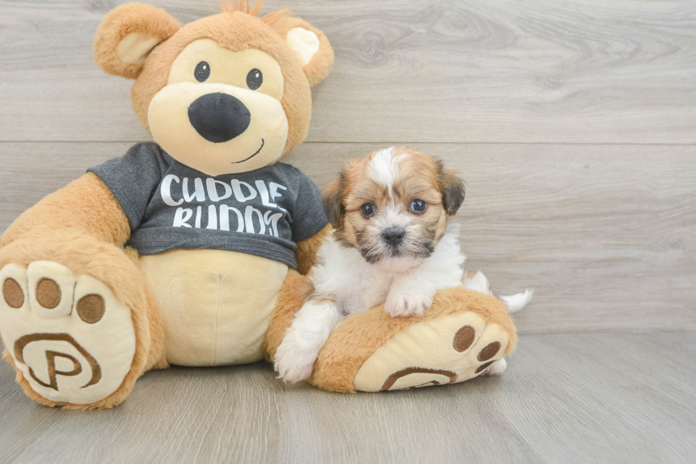 Energetic Bichon Havanes Purebred Puppy