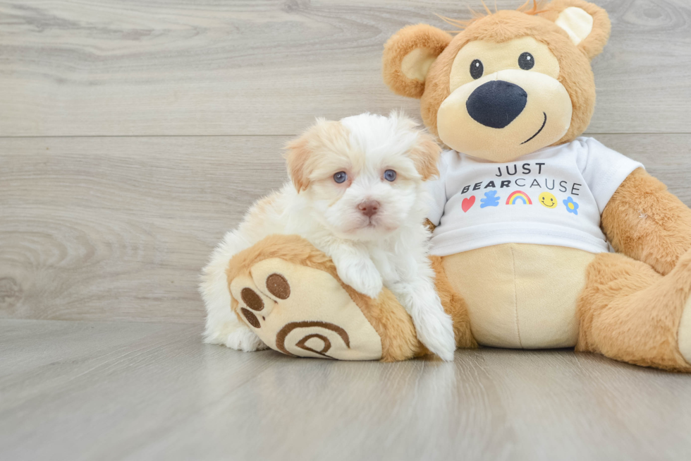 Little Havanese Baby