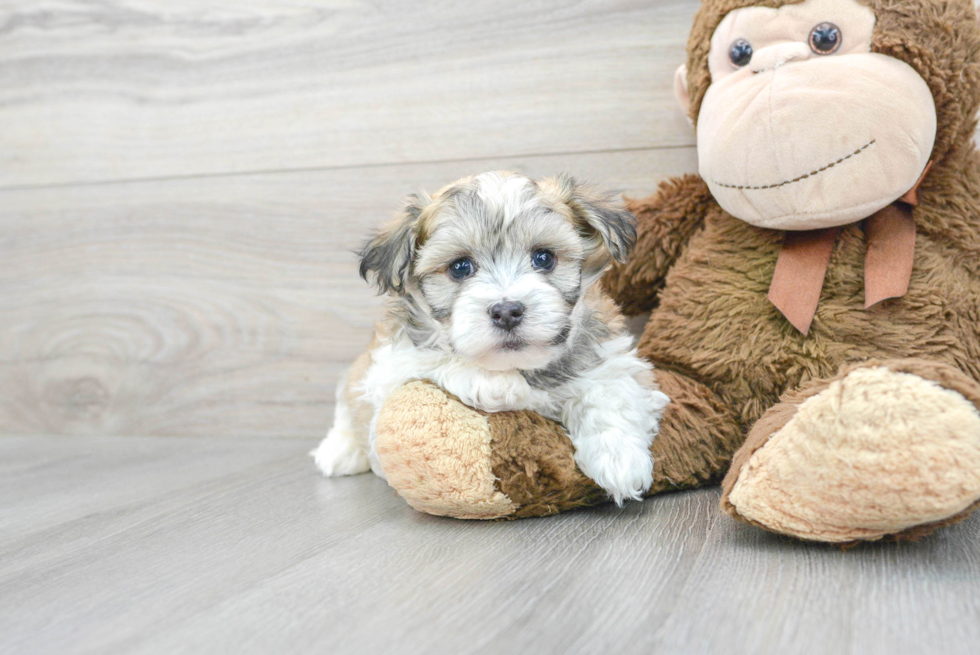 Havanese Pup Being Cute