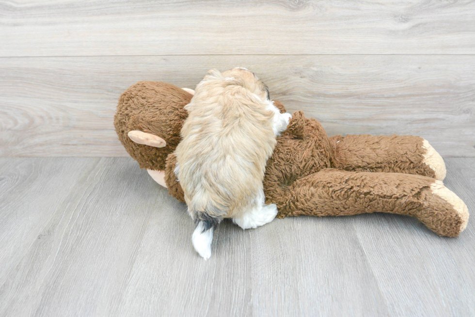 Havanese Pup Being Cute