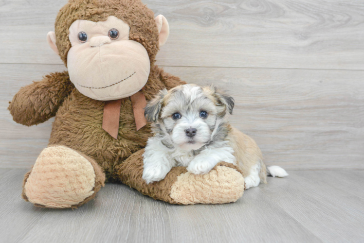 Cute Havanese Purebred Puppy