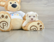 5 week old Havanese Puppy For Sale - Seaside Pups