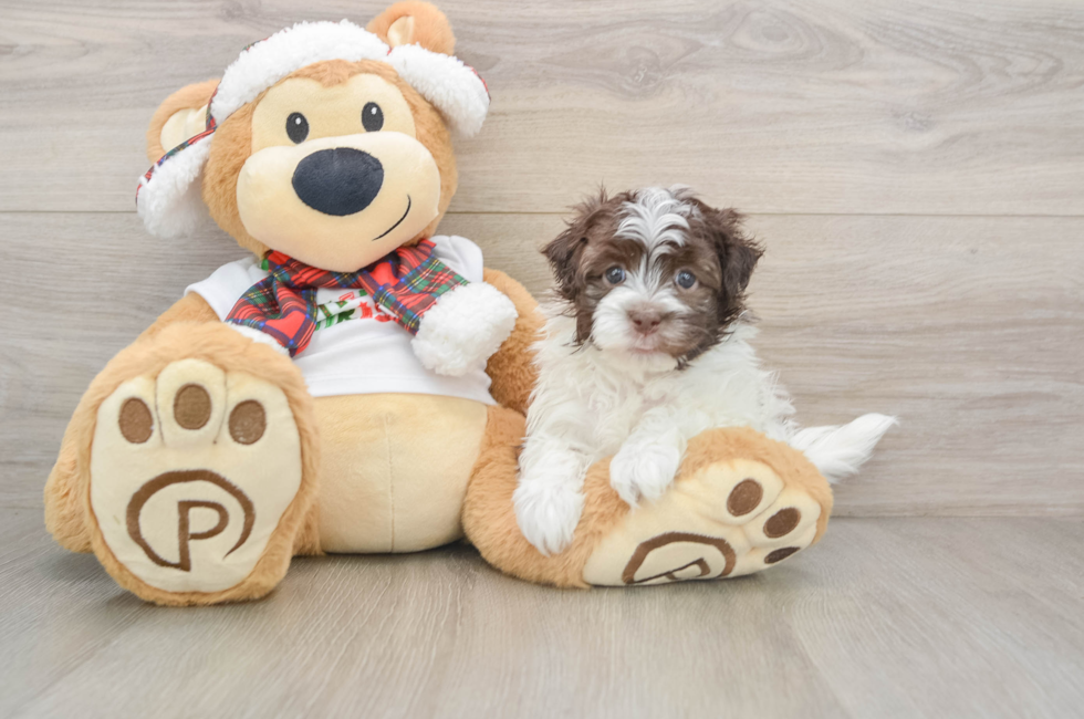5 week old Havanese Puppy For Sale - Seaside Pups