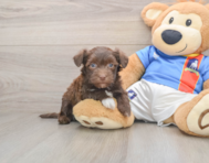 6 week old Havanese Puppy For Sale - Seaside Pups