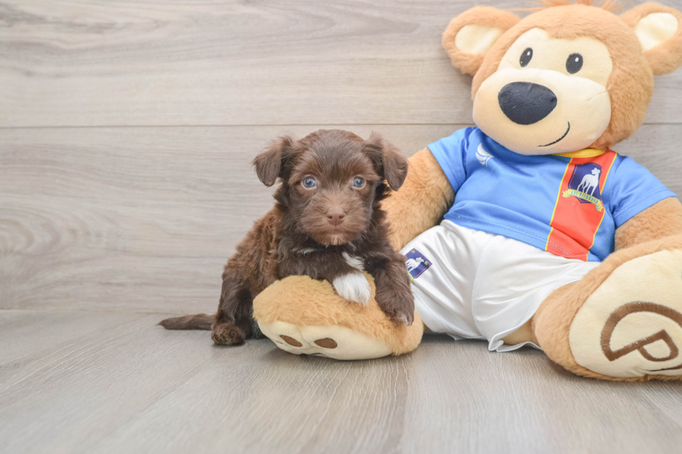 Hypoallergenic Havanese Baby