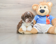 6 week old Havanese Puppy For Sale - Seaside Pups