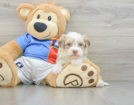 8 week old Havanese Puppy For Sale - Seaside Pups