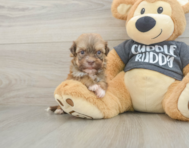 6 week old Havanese Puppy For Sale - Seaside Pups