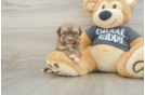 Havanese Pup Being Cute
