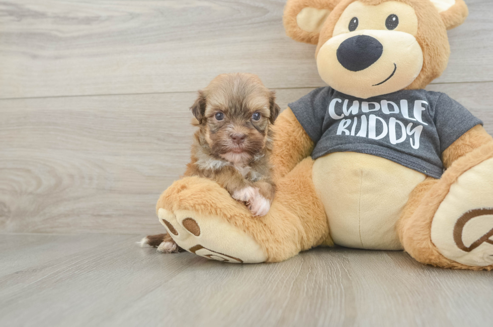5 week old Havanese Puppy For Sale - Seaside Pups