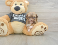 7 week old Havanese Puppy For Sale - Seaside Pups