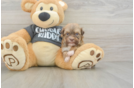 Havanese Pup Being Cute