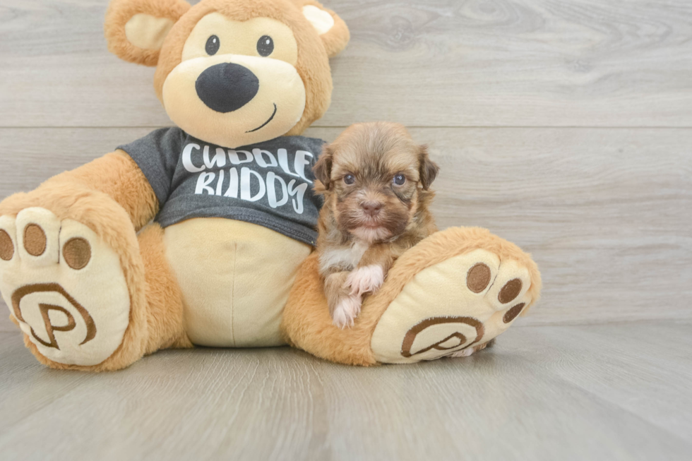 Havanese Pup Being Cute
