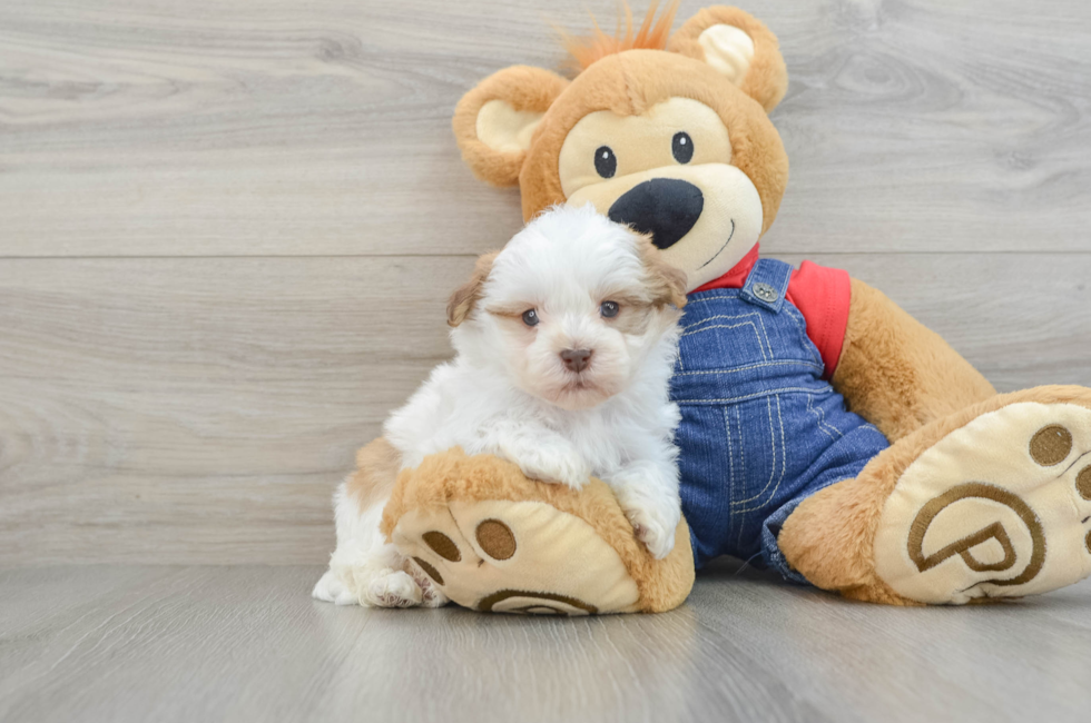 5 week old Havanese Puppy For Sale - Seaside Pups