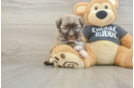 Petite Havanezer Purebred Puppy