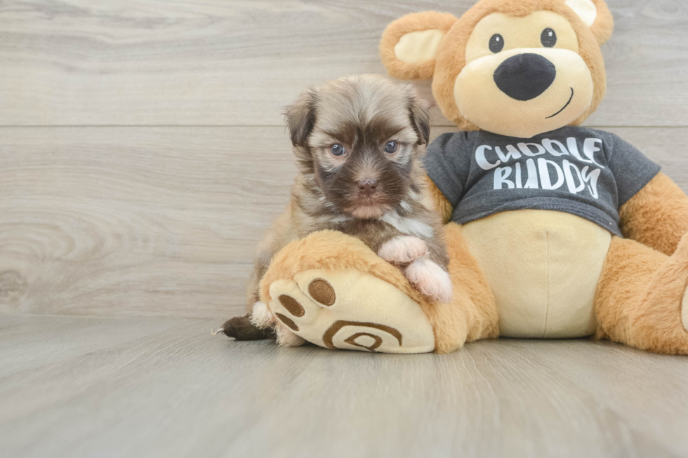 Petite Havanezer Purebred Puppy