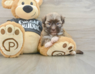 5 week old Havanese Puppy For Sale - Seaside Pups