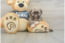 Havanese Puppy for Adoption