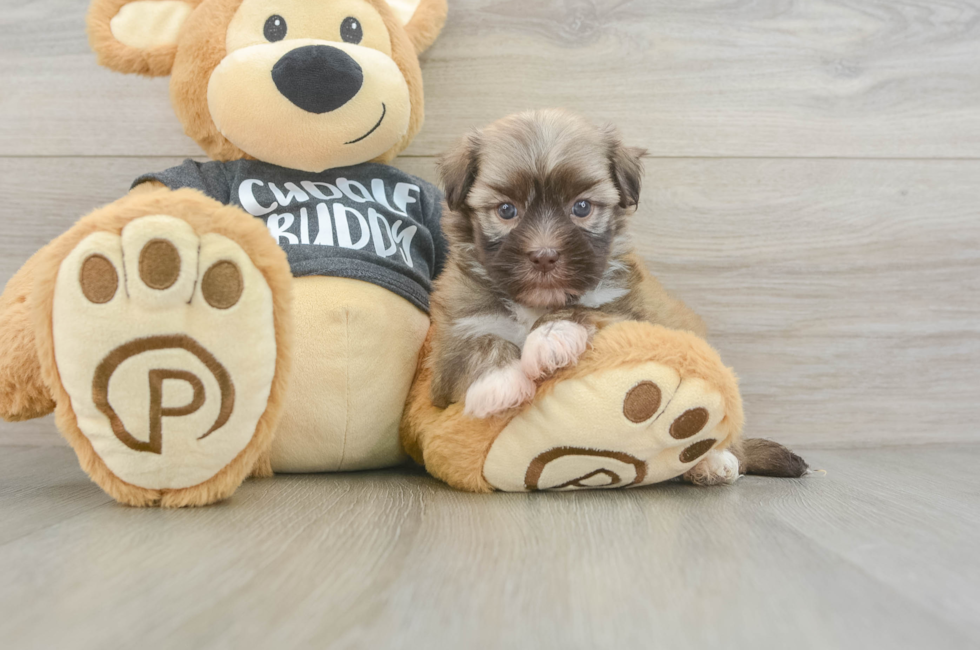5 week old Havanese Puppy For Sale - Seaside Pups