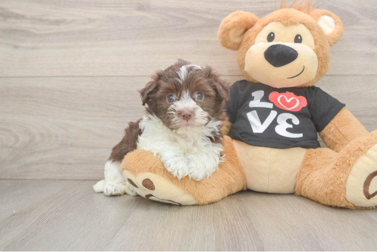 Havanese Puppy for Adoption