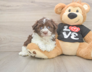 5 week old Havanese Puppy For Sale - Seaside Pups