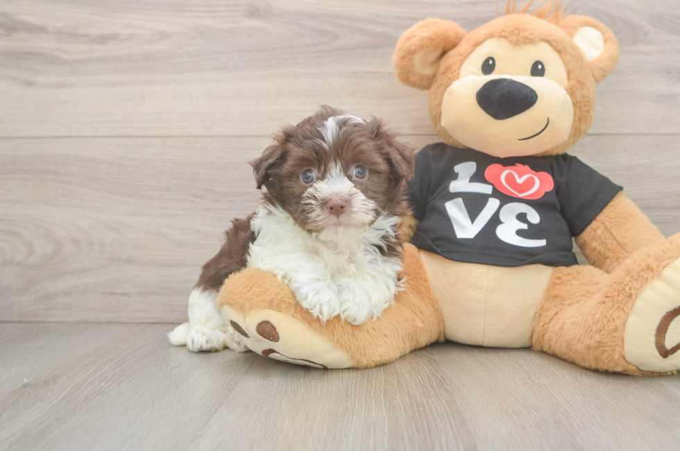 6 week old Havanese Puppy For Sale - Seaside Pups
