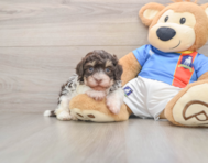 7 week old Havanese Puppy For Sale - Seaside Pups