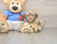 6 week old Havanese Puppy For Sale - Seaside Pups