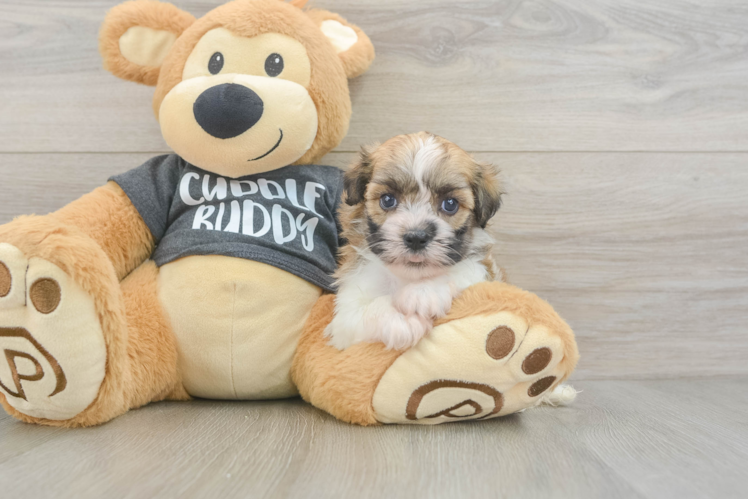Friendly Havanese Baby