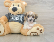 6 week old Havanese Puppy For Sale - Seaside Pups
