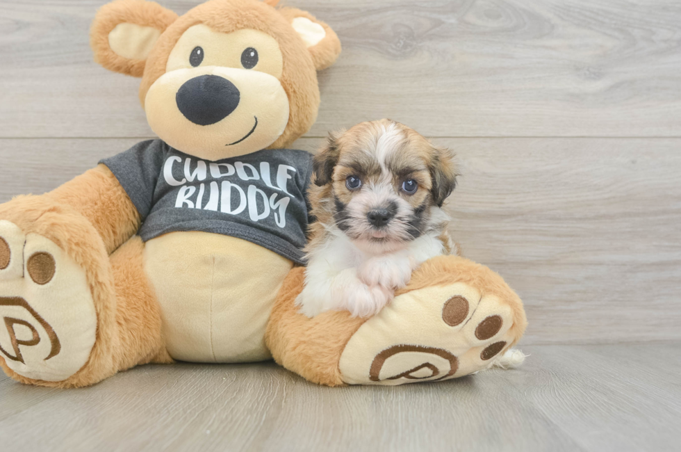 5 week old Havanese Puppy For Sale - Seaside Pups