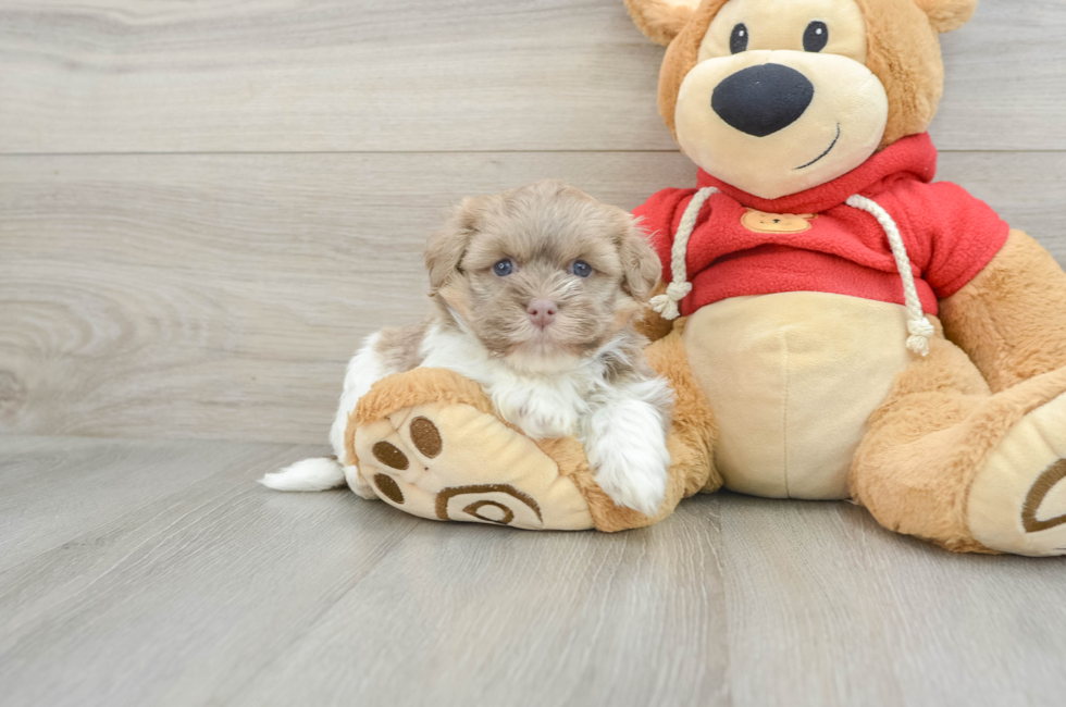 5 week old Havanese Puppy For Sale - Seaside Pups