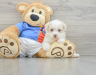 8 week old Havanese Puppy For Sale - Seaside Pups