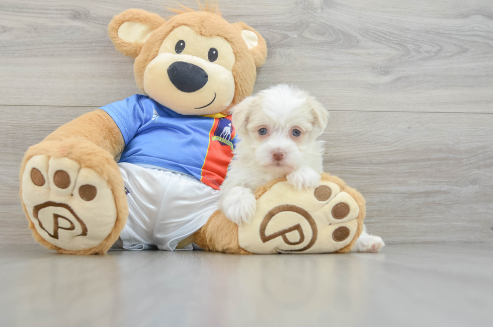 6 week old Havanese Puppy For Sale - Seaside Pups