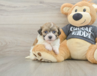 6 week old Havanese Puppy For Sale - Seaside Pups