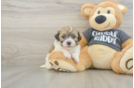 Energetic Havanezer Purebred Puppy