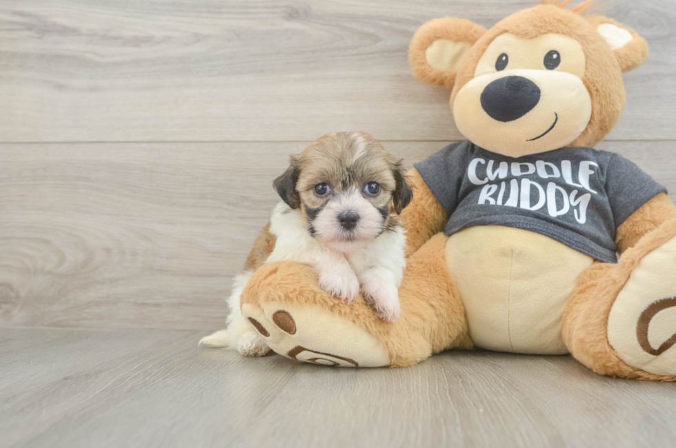 5 week old Havanese Puppy For Sale - Seaside Pups