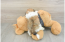 Playful Havanese Baby