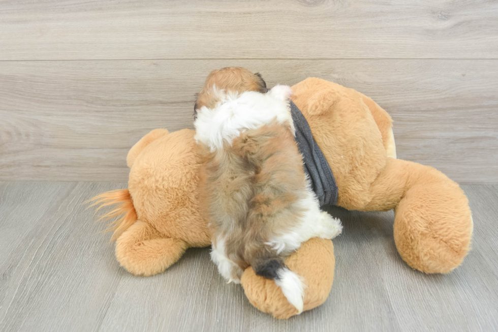 Playful Havanese Baby