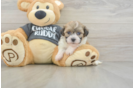 Havanese Pup Being Cute