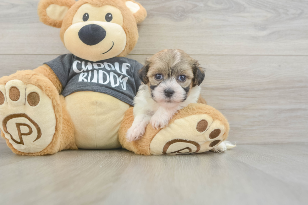 Havanese Pup Being Cute