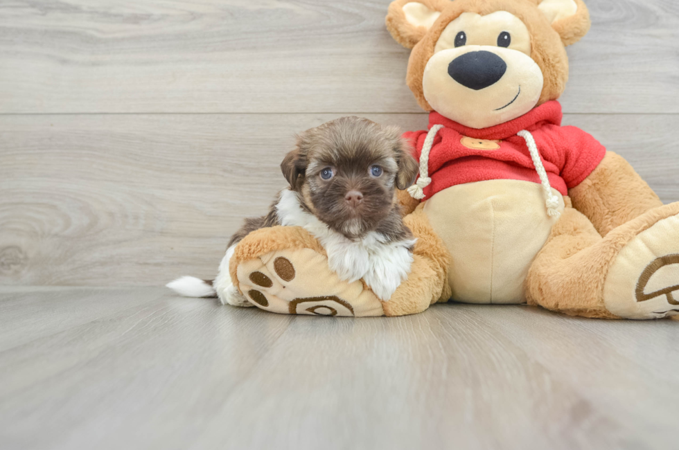 7 week old Havanese Puppy For Sale - Seaside Pups