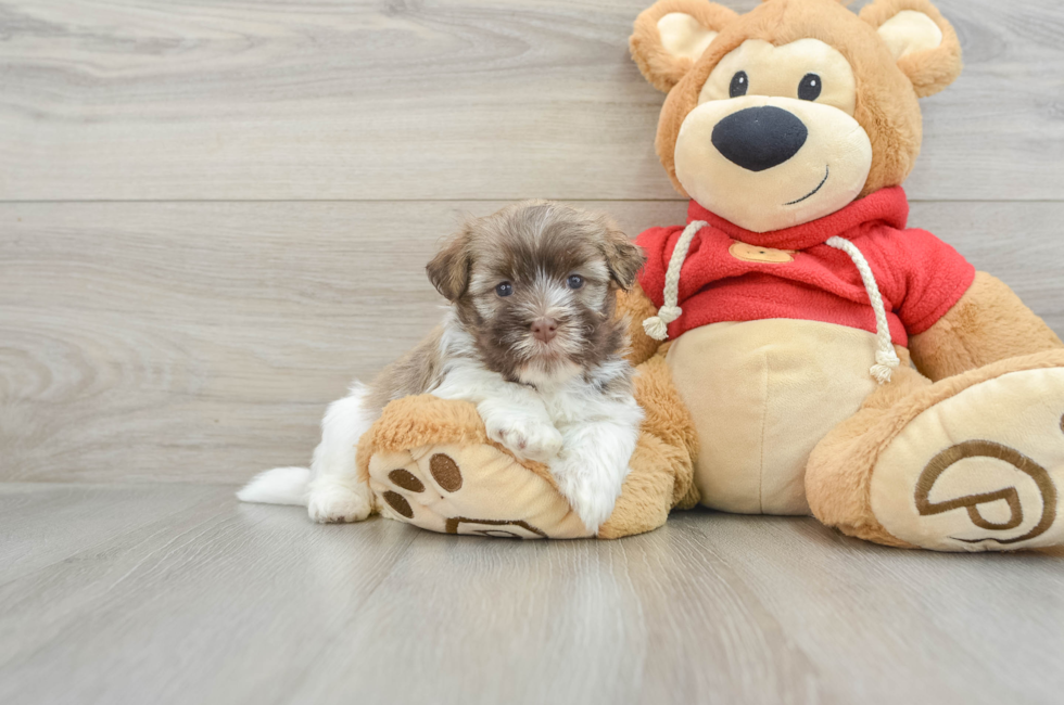 5 week old Havanese Puppy For Sale - Seaside Pups