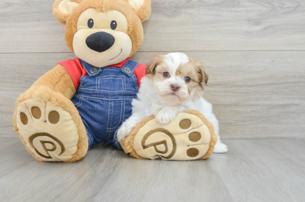 5 week old Havanese Puppy For Sale - Seaside Pups