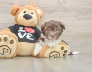 5 week old Havanese Puppy For Sale - Seaside Pups