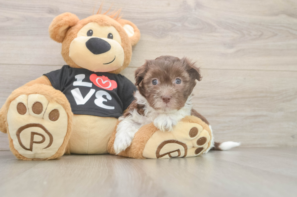 6 week old Havanese Puppy For Sale - Seaside Pups